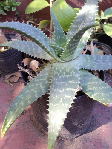 Aloe Saponaria - Pita Real - Maceta 3 Lts - Sin Agroquimicos