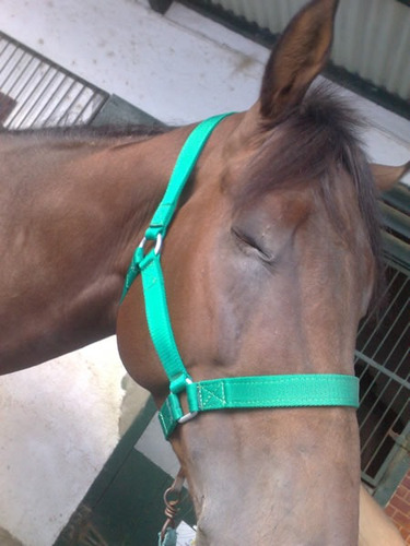Caballo - Bozal + Cabresto (adulto) Muy Resistentes!!!