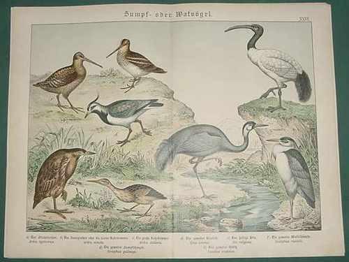 Antigua Litografia Alemania 1890 Aves Xxvi - Ibis Grabados