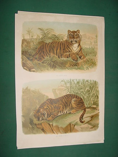 Litografia Antigua 1880 No Grabado Color Tigres Real Jungla