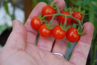 Semillas Tomate Sueco Racimo, De Fructificación Abundante