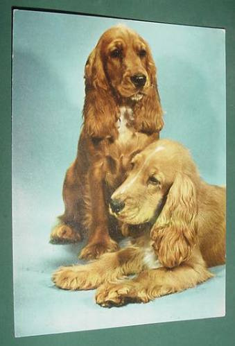 Postal Postcard Vintage Edicolor Canes Dogs Serie Perros 7