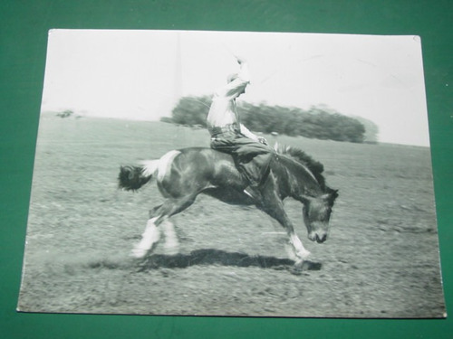 Fotografia Antigua Gaucho Domada Doma Caballos 23x15 Campo