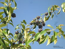Guaviyu, Arbol Frutal Indigena- Autoctono