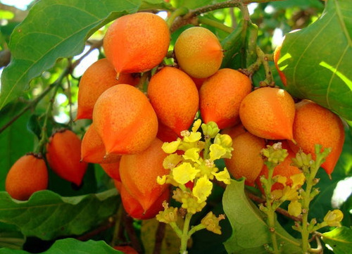 Muda Da Fruta Exótica Ameixa Do Perú, Ameixa Silvestre Linda