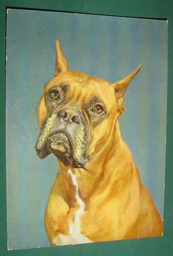 Postal Postcard Vintage Edicolor Canes Dogs Serie Perros 8