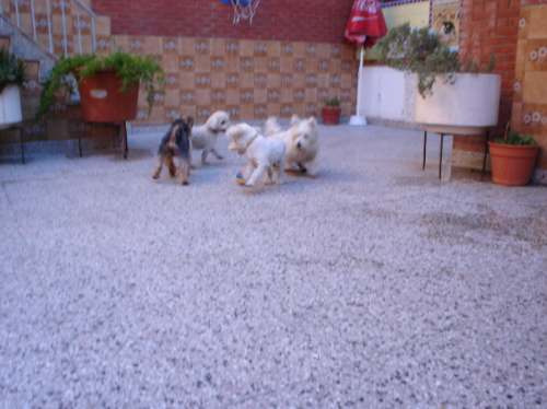 Imagen 4 de 5 de Guarderia Canina En Villa Urquiza