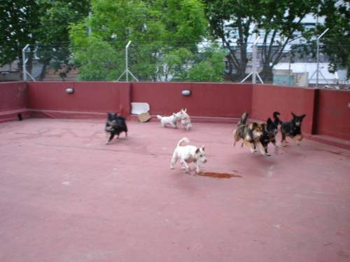 Imagen 2 de 5 de Guarderia Canina En Villa Urquiza