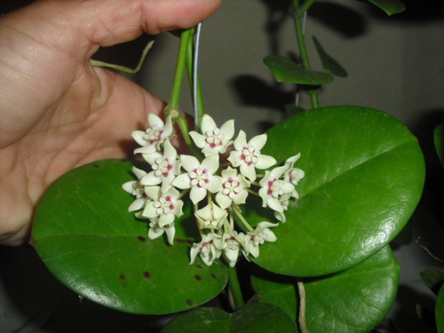 Mudas De Hoya Australis - Espécie Rara - Flor De Cera Linda.