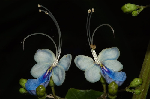 Imagem 3 de 5 de Mudas De Clerodendro Borboleta Azul - Rotheca Myricoides