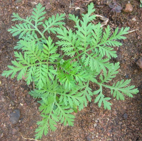 Artemisia Annua Erva Medicinal Sementes Frescas Para Cultivo
