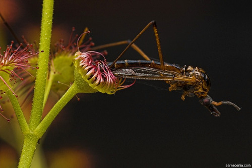 Planta Carnívora Droseras Adultas Muitas Variedades