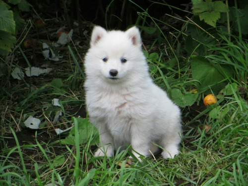 Cachorros Samoyedo