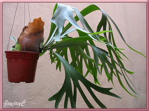 Imagem 3 de 6 de Chifre De Veado Regina/platycerium Regina - Plantada Na Cuia