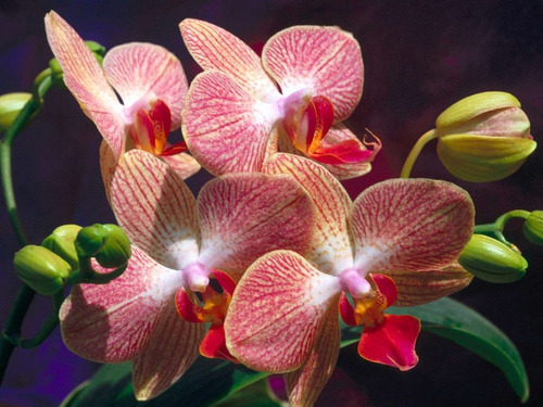 10 Sementes De Orquídeas Raras