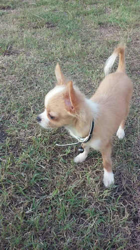 Chihuahua Puro Hermoso En Servicio