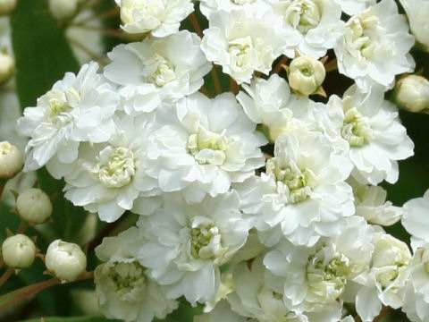 Muda De Buque De Noiva, Lindas Flores Ideal Para Jardins.