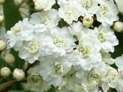 Muda De Buque De Noiva, Lindas Flores Ideal Para Jardins. | Parcelamento  sem juros