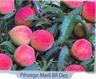 Muda Enxertada De Pêssego Branco Marli Com 80 Cm
