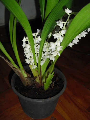 Muda Orquídea Eria Hyacinthoides - Adulta - Raríssimas######