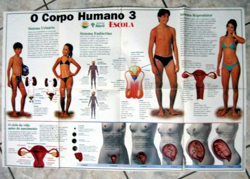 Poster O Corpo Humano 3 - Ap. Reprodutivo / Frete À Cobrar