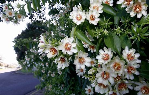 Imagem 1 de 6 de Mudas De Ora-pro-nóbis (pereskia Aculeata) - Flor Cerca Viva