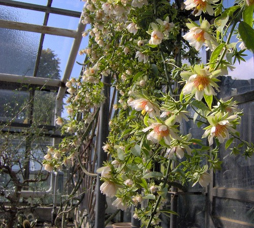 Imagem 2 de 6 de Mudas De Ora-pro-nóbis (pereskia Aculeata) - Flor Cerca Viva