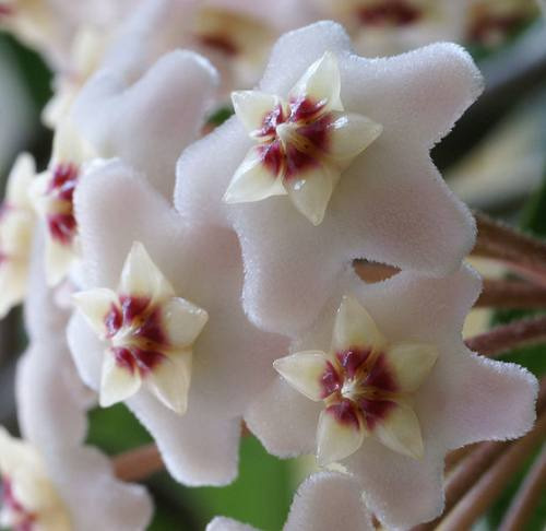 Mudas De Flor De Cera - Hoya Carnosa - Trepadeira - Adultas