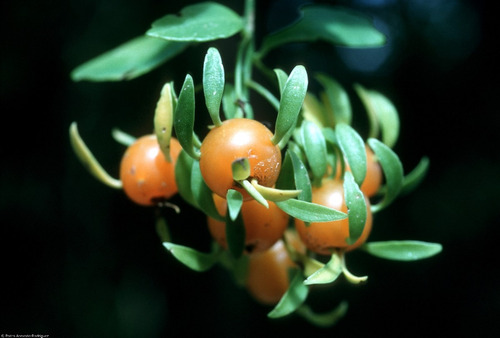 Imagem 5 de 6 de Mudas De Ora-pro-nóbis (pereskia Aculeata) - Flor Cerca Viva