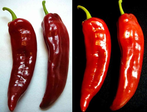 Sementes De Anaheim Chili Pepper Pimenta Pimentões  Capsicum