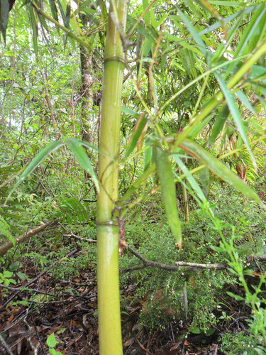 Rizomas De Bambu - Phyllostachys Viridis (vara De Pesca)