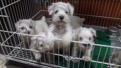 Schnauzer Miniatura Blancos