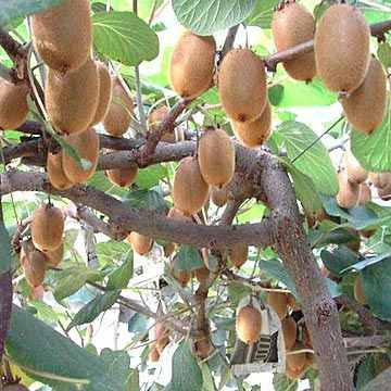 Imagem 4 de 6 de Sementes De Kiwi Gold Kiwi Ouro Rarissimas Frutiferas Mudas