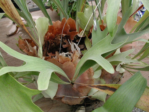 Imagem 4 de 6 de Chifre De Veado Regina/platycerium Regina - Plantada Na Cuia