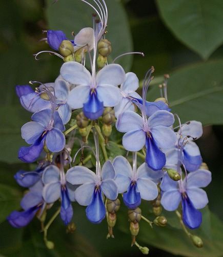 Imagem 4 de 5 de Mudas De Clerodendro Borboleta Azul - Rotheca Myricoides