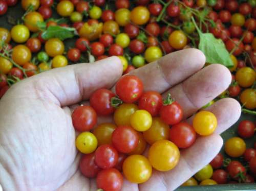 Micro Tomate Selvagem Solanum Pimpinellfollium Deliciosos!!!