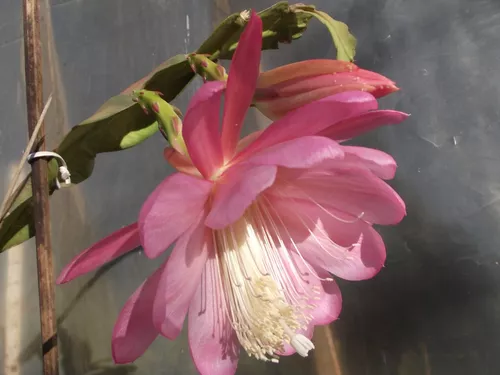 Mudas De Cacto Orquídea Rosa-bebê Gigante Flirtation à venda em  Florianópolis Santa Catarina por apenas R$ 78.00 - OCompra.com Brasil