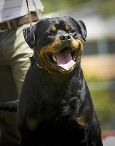 Rottweiler Canil Rottland O Que Existe De Melhor Na Alemanha