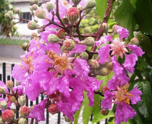 Sementes De Resedá Gigante Lagerstroemia Speciosa Árvore