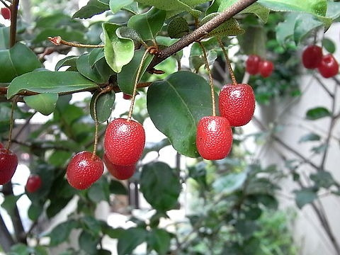 Muda Elaeagnus Multiflora - Gumi Cereja - Ideal Para Bonsai