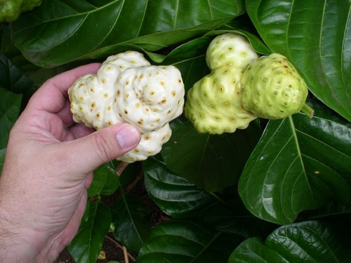 Noni Fruta Exótica-ômega 6,antiinflamatória Morinda Semente