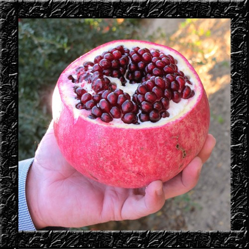 Romã Gigante Turkey Pomegranate - Sementes Fruta P/ Mudas