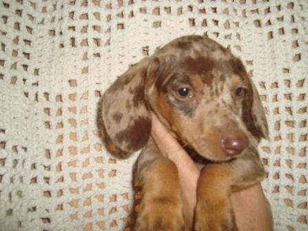 Teckel  Salsichinhas   Dachshund Bassezinho Mini, Cofapinho