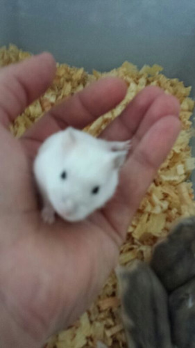 Featured image of post Imagem De Hamster Branco Hamster branco ou com cores claras