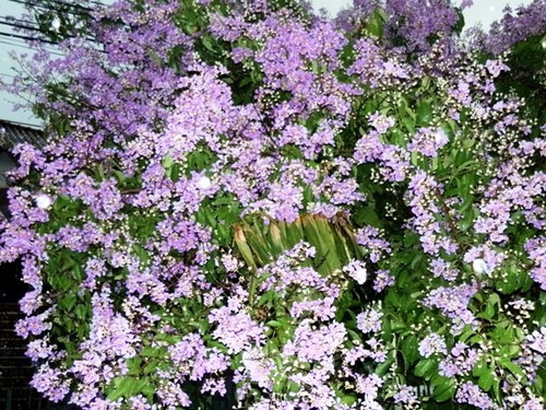 Sementes De Resedá Gigante Lagerstroemia Speciosa Árvore