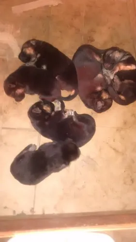 Ovejero Aleman Cachorros Excelentes (Usado)