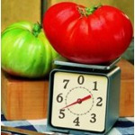 Tomate Gigante Do Guinness Sementes Recorde Mundial: 3,2 Kg