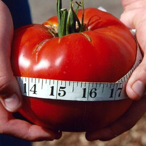 20 Sementes Tomate Gigante Do Guinness 3,2kg + Frete Grátis