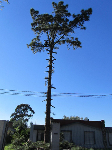 Imagen 6 de 6 de Podas Y Tala De Arboles En Altura. Empresa Reglamentada