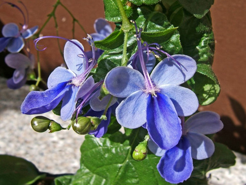 Imagem 2 de 5 de Mudas De Clerodendro Borboleta Azul - Rotheca Myricoides